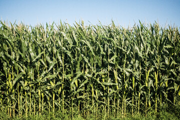 field of corn