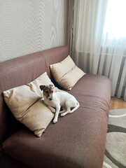 A young female Jack Russell Terrier sits on pillows on a bed in an apartment. Side view. Pets in everyday life
