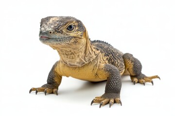 Fototapeta premium Close-up of a Yellow Tegu Lizard