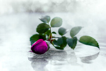 abstract beautiful long stem pink mini rose bloom