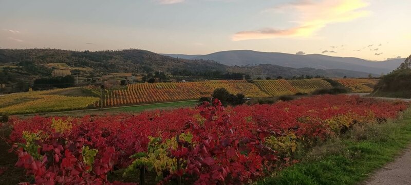 Vi&ntilde;edos de Rubi&aacute;, Galicia