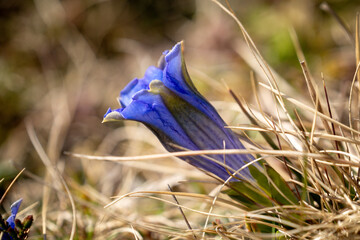beautiful blue gentian on a  mountain meadow at a spring day