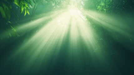 Enchanting Sunlight Filtering Through Lush Green Forest Canopy