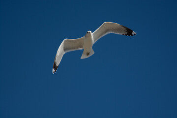 seagull in the sky