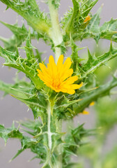 Fototapeta premium photos of wild plants, yellow flowering thorns.