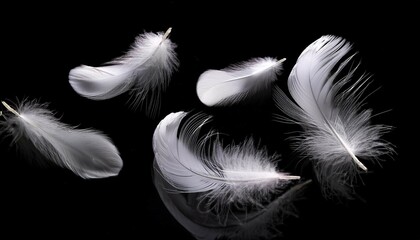 Obraz premium white feathers floating on a black background minimalistic and clean design