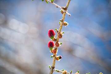the young needles and red young cone of a larch tree at a spring day