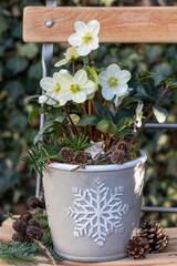 Christrose (Helleborus niger) im Topf mit Weihnachts-Motiv auf einem Gartenstuhl	
