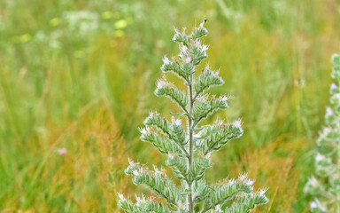 photos of wild plants and flowers. Images of thorny flowers.