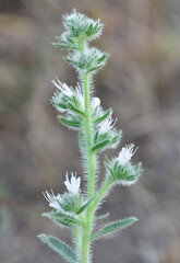 photos of wild plants and flowers. Images of thorny flowers.