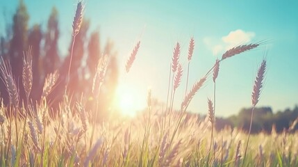 A serene landscape of wheat fields bathed in warm sunlight.