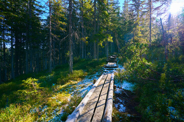 High moor with boardwalk.  Löckernmoss , Lockernmoos, Loeckernmoos in Gosau . Upper Austria