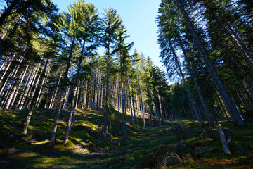 A forest is an ecosystem characterized by a dense community of trees.