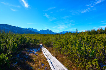 High moor with boardwalk.  Löckernmoss , Lockernmoos, Loeckernmoos in Gosau . Upper Austria