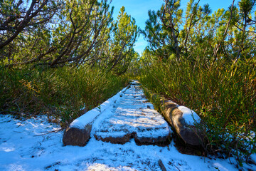 High moor with boardwalk.  Löckernmoss , Lockernmoos, Loeckernmoos in Gosau . Upper Austria