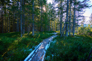 High moor with boardwalk.  Löckernmoss , Lockernmoos, Loeckernmoos in Gosau . Upper Austria