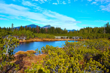 High moor Löckernmoss , Lockernmoos, Loeckernmoos in Gosau. Upper Austria  - while Gosaukamm in the background