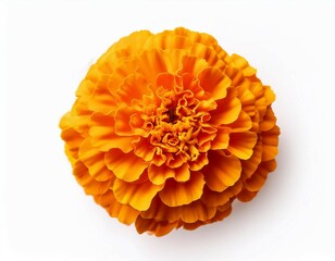beautiful yellow orange marigold flower tagetes erecta mexican marigold aztec marigold african marigold isolated on white background top view copy space