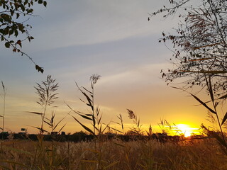 Naklejka premium 노을갈대