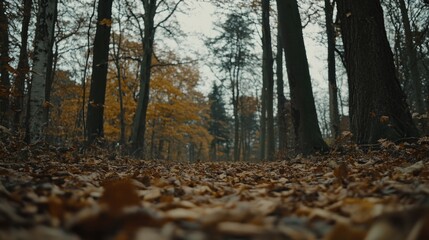 Autumn forest path covered by fallen leaves.