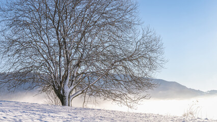 Snowy tree in the foreground of the winter misty landscape at sunny day. The Orava region in north of Slovakia, Europe.