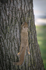 Obraz premium close-up of a feisty squirrel hanging out on a tree background
