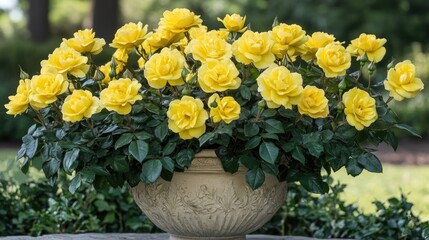 Fototapeta premium Bright Yellow Roses in Decorative Pot Surrounded by Greenery