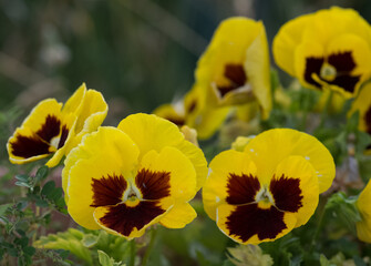 Obraz premium various Garden Flowers, Garden violets.