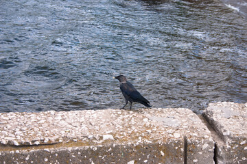 Black crow sitting on the stone wall of the river bank in the city