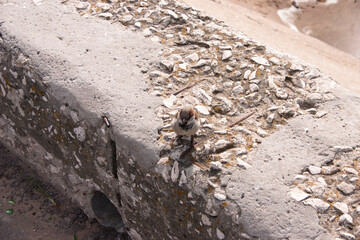 Ancient Roman city of Pompeii, destroyed by the volcano Vesuvius.