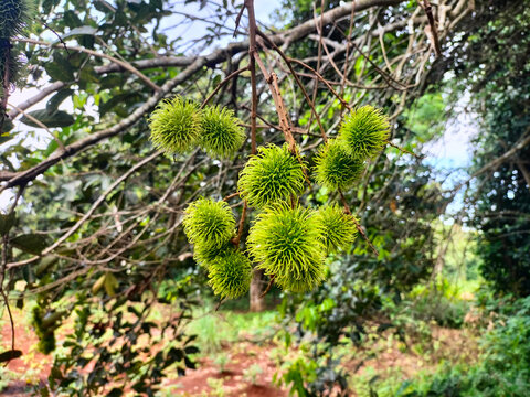 A front selective focus picture of organic rambutans in agriculture farm.