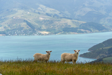 Obraz premium sheep on the mountain