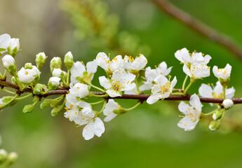 photos of flowering plum tree and plum flowers