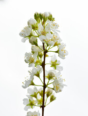 photos of flowering plum tree and plum flowers