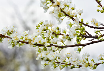 photos of flowering plum tree and plum flowers