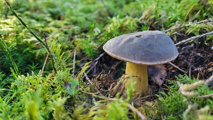 mushroom in the grass