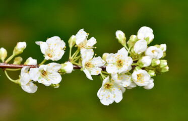 photos of flowering plum tree and plum flowers