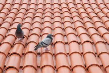 Tomar, Portugal. Europe  Pigeons sit a top a red tiled roof in the village of Tomar