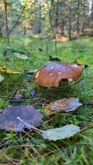 mushroom boletus in the forest