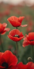 Close-up vibrant red poppy, delicate petals, Remembrance Day symbol, seed,world war i,red poppy