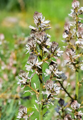 medicinal plants that grow spontaneously in nature