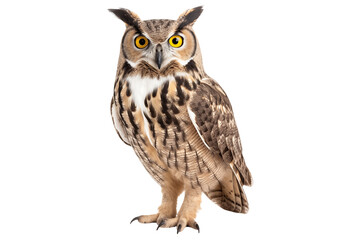 Obraz premium Owl in full growth isolated on a transparent background.