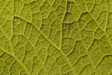 Texture of green plant leaf