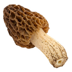 raw organic morel mushroom on transparent background