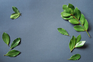 A branches of fresh green laurel bay leaves on a gray background. Top view