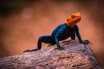 agama on the tree trunk