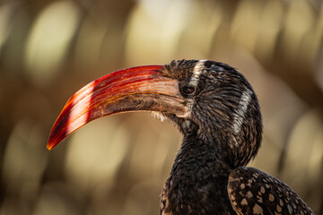 colorful hornbill portrait