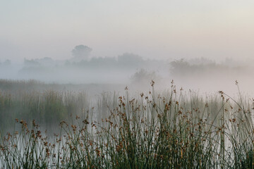 summer sunrise in the wood