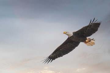 American Bald Eagle Soars High with a Fish