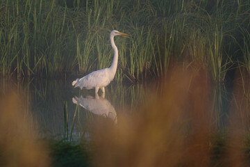 great blue heron in the water